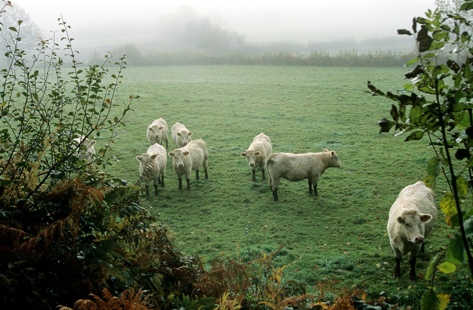 Student Research Project Supervision: How to Engage Students in Industry 4.0?