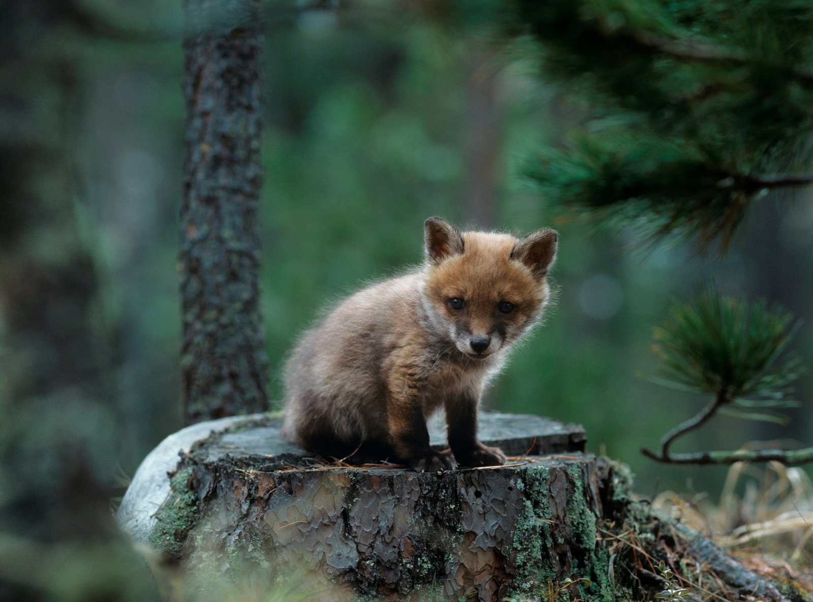 Pemantauan Projek Kerajaan